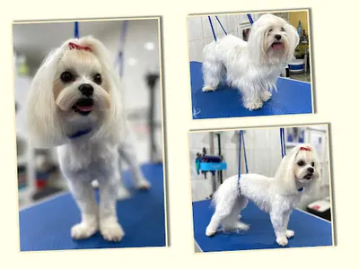 Coco Psianel Salon Piękności dla psów i kotów